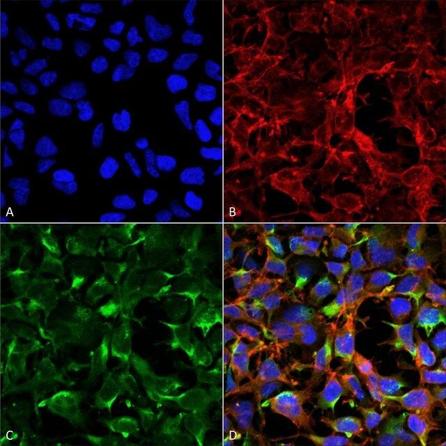 Monoclonal Anti-Dityrosine-Atto 390 antibody produced in mouse