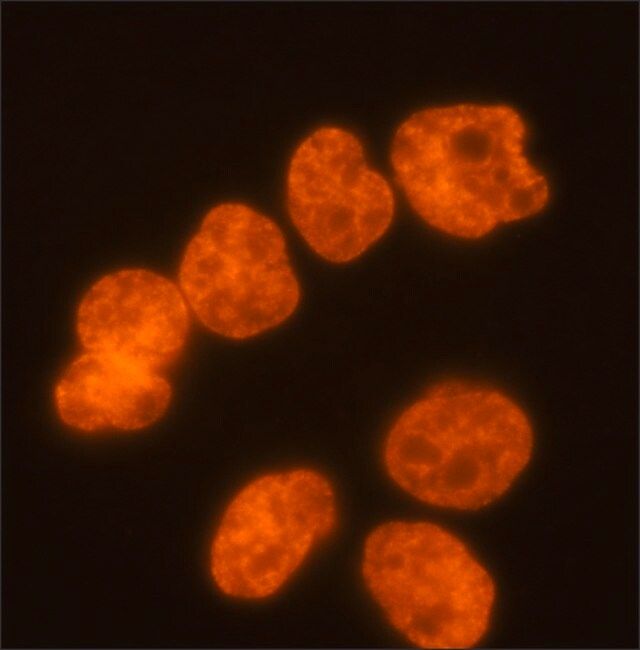 Monoclonal Anti-diMethyl-Histone H3 (diMe-Lys<sup>9</sup>) (H3K9me2) antibody produced in mouse