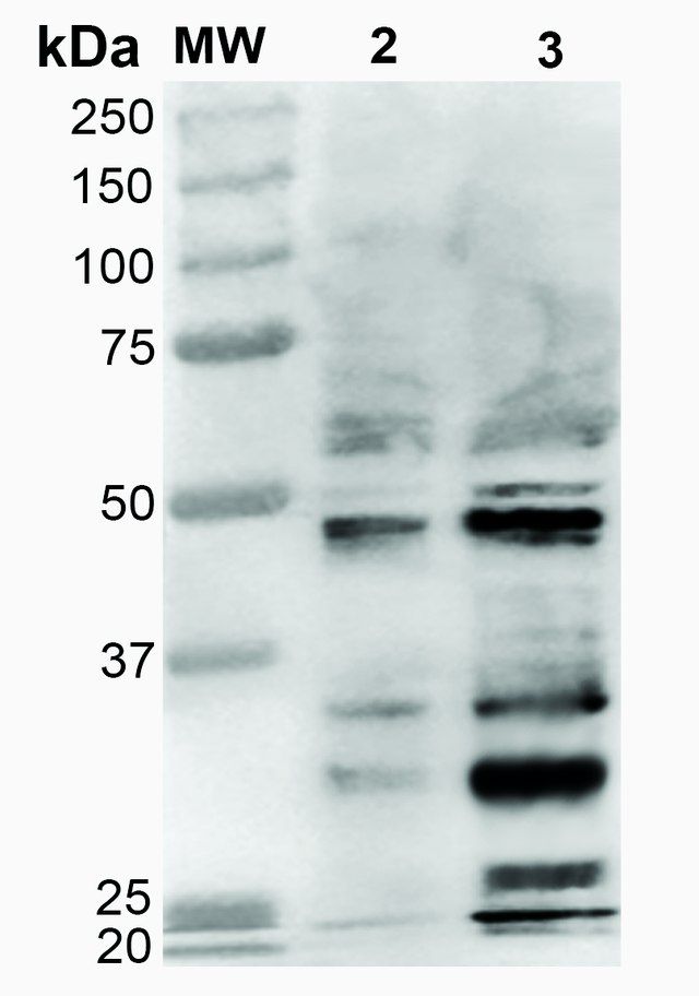 Monoclonal Anti-Dibromo-tyrosine-PerCP antibody produced in mouse