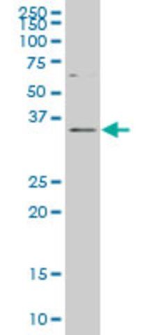 Monoclonal Anti-DLX2 antibody produced in mouse