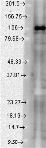 Monoclonal Anti-DLG3 antibody produced in mouse