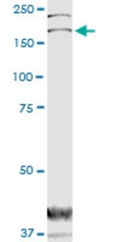 Monoclonal Anti-DOCK1 antibody produced in mouse