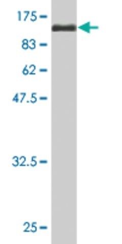 Monoclonal Anti-DNM1L antibody produced in mouse