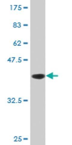 Monoclonal Anti-DNAJB2, (C-terminal) antibody produced in mouse