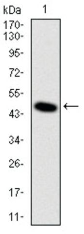 Monoclonal Anti-DLK1 antibody produced in mouse