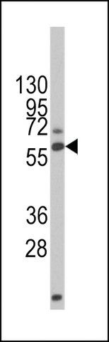 MONOCLONAL ANTI-DRP-2 antibody produced in mouse