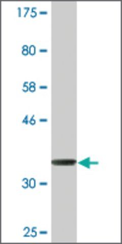 Monoclonal Anti-DMN, (C-terminal) antibody produced in mouse