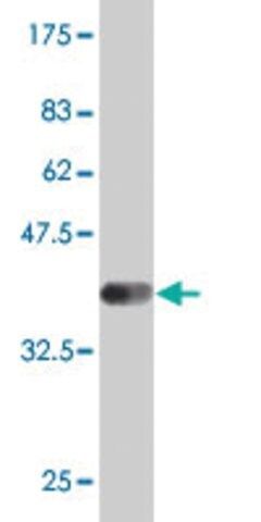 Monoclonal Anti-DLL1 antibody produced in mouse