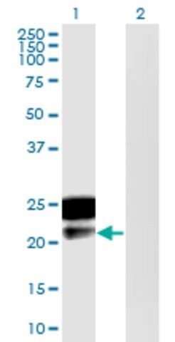 Monoclonal Anti-DMRTB1 antibody produced in mouse