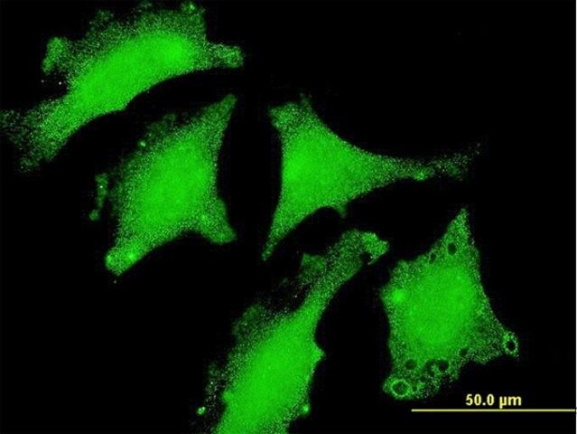 Monoclonal Anti-DND1 antibody produced in mouse