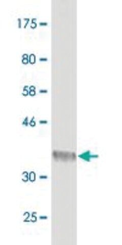 Monoclonal Anti-DNER antibody produced in mouse