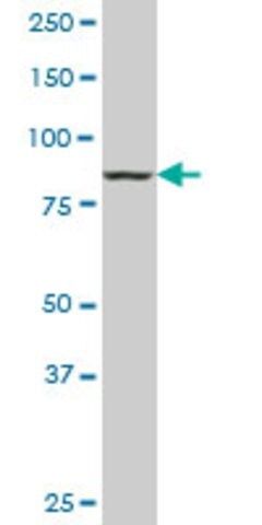 Monoclonal Anti-DNAJC10 antibody produced in mouse