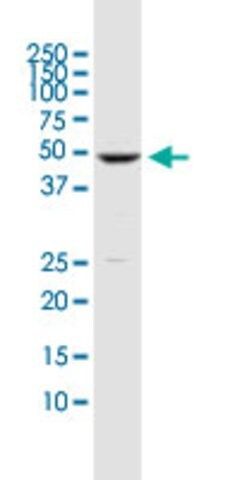 Monoclonal Anti-DUSP5 antibody produced in mouse