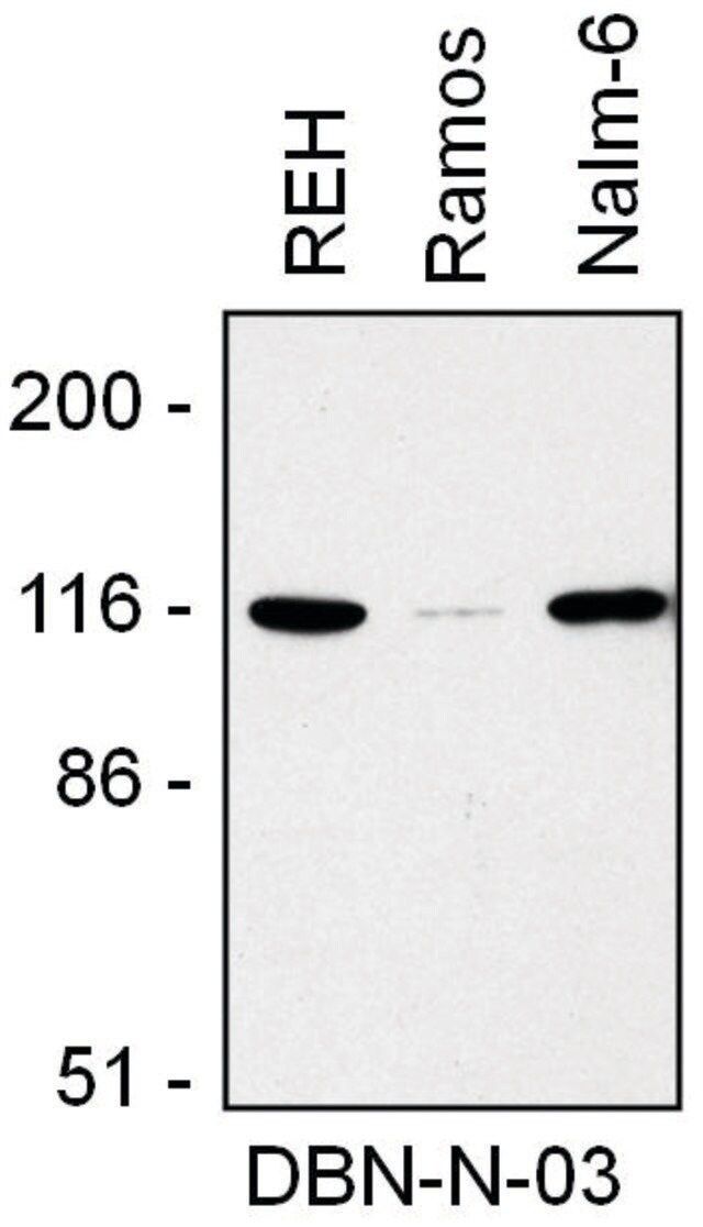 Monoclonal Anti-Drebrin antibody produced in mouse