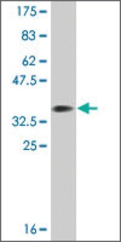 Monoclonal Anti-DPP3 antibody produced in mouse