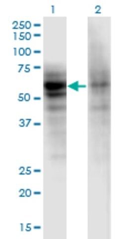 Monoclonal Anti-DSTYK antibody produced in mouse