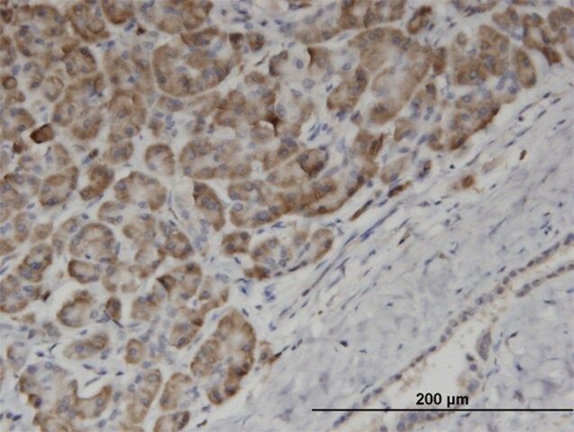 Monoclonal Anti-EDF1 antibody produced in mouse