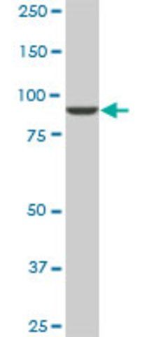 Monoclonal Anti-DNAJC10 antibody produced in mouse