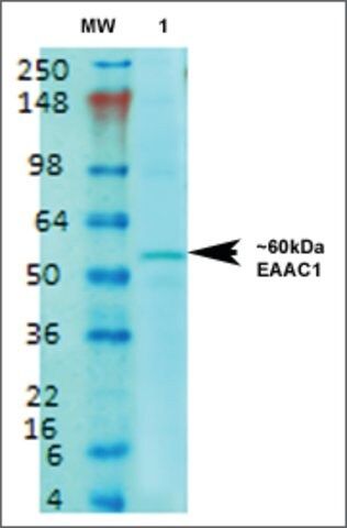 Monoclonal Anti-Eaac1-Percp antibody produced in mouse