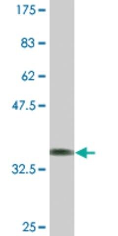 Monoclonal Anti-DRD2, (N-terminal) antibody produced in mouse