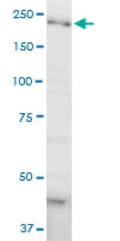 Monoclonal Anti-DOCK4, (C-terminal) antibody produced in mouse