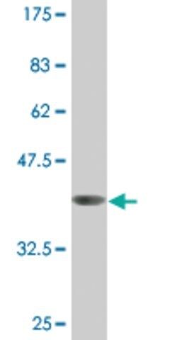 Monoclonal Anti-DPYSL4 antibody produced in mouse