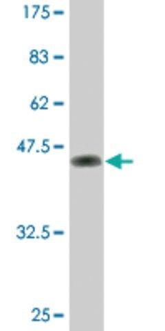 Monoclonal Anti-DUSP3 antibody produced in mouse