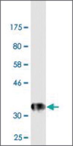 Monoclonal Anti-EFNA5 antibody produced in mouse