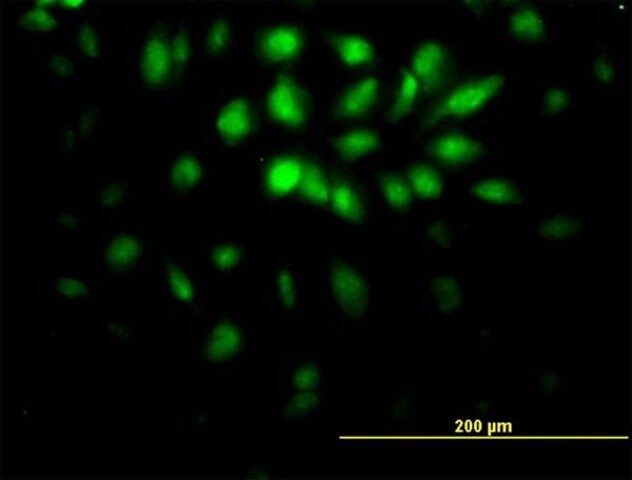 Monoclonal Anti-E2F6 antibody produced in mouse