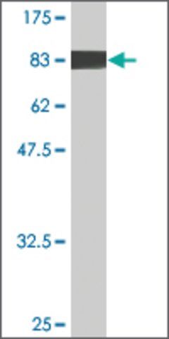 Monoclonal Anti-EHD4 antibody produced in mouse