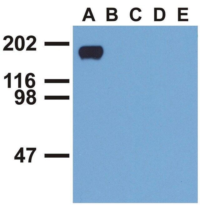 Monoclonal Anti-EGFR (PhosphoTyr992) antibody produced in mouse