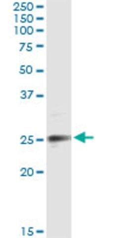 Monoclonal Anti-EFNA3 antibody produced in mouse