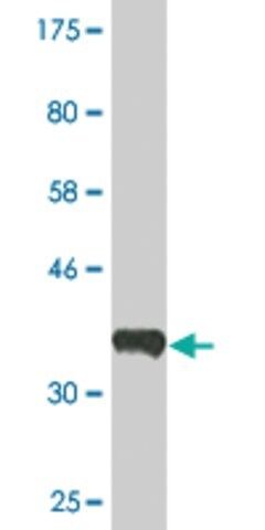 Monoclonal Anti-ERBB2IP, (C-terminal) antibody produced in mouse