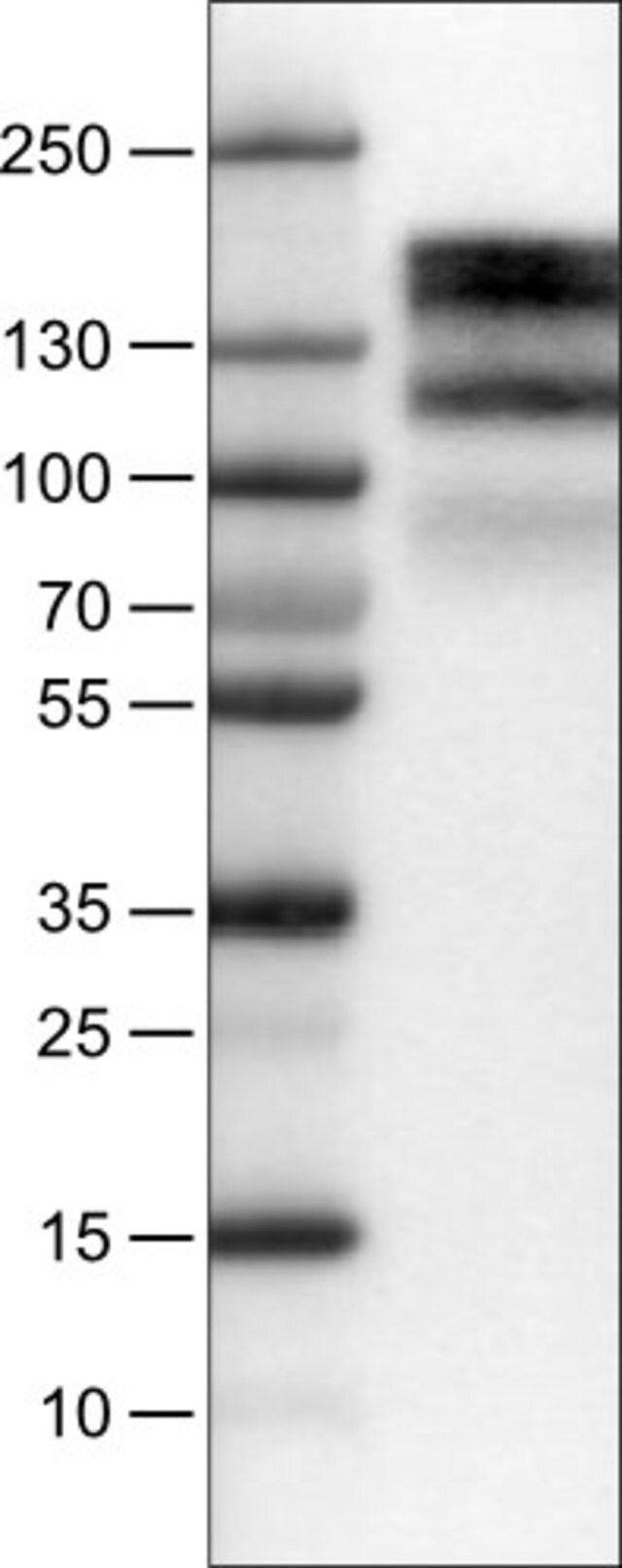 Monoclonal Anti-EGFR antibody produced in mouse