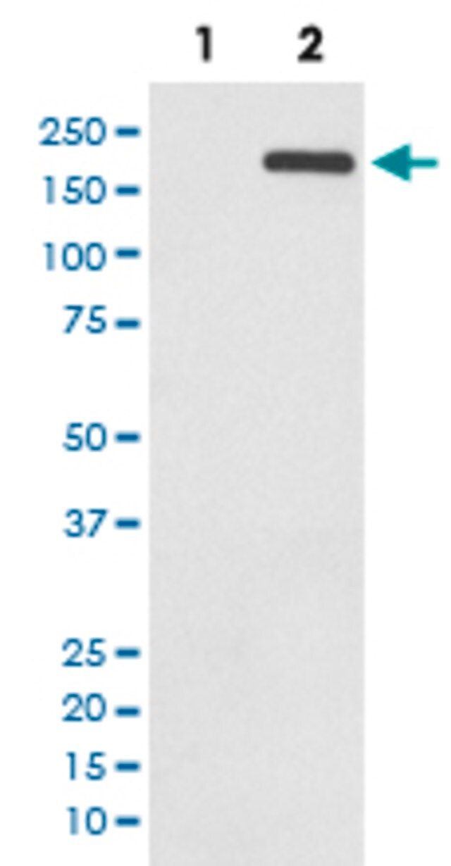 Monoclonal Anti-EGFR (phospho Y1068) antibody produced in rabbit