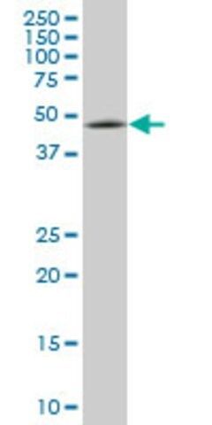 Monoclonal Anti-ENC1 antibody produced in mouse