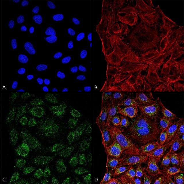 Monoclonal Anti-ERp57 antibody produced in mouse