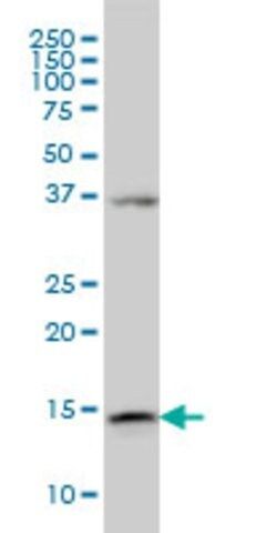 Monoclonal Anti-ENSA antibody produced in mouse