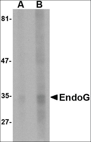 Monoclonal Anti-EndoG antibody produced in mouse