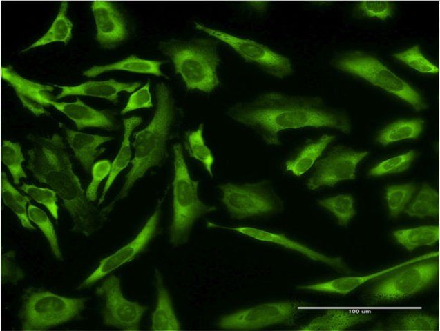 Monoclonal Anti-EPB41L3 antibody produced in mouse