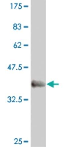 Monoclonal Anti-EVX1 antibody produced in mouse