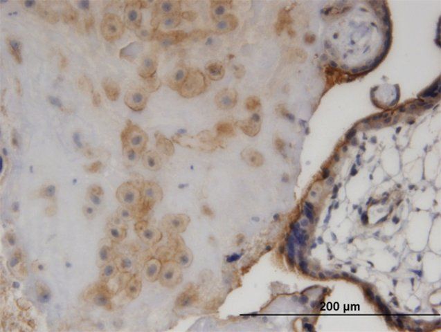 Monoclonal Anti-EZR antibody produced in mouse