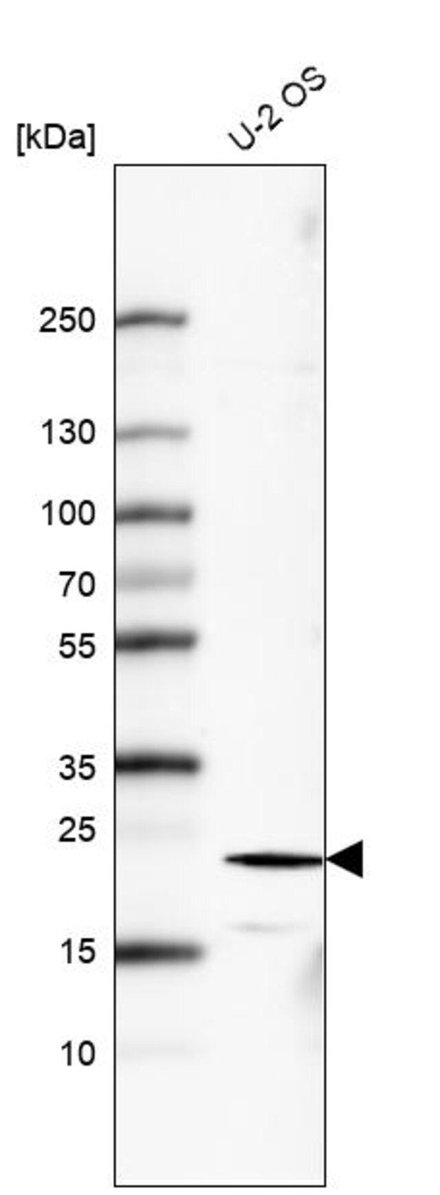 Monoclonal Anti-FGF21 antibody produced in mouse