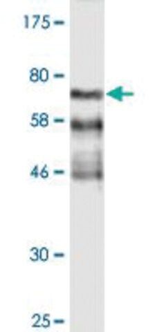 Monoclonal Anti-FGFR1OP antibody produced in mouse