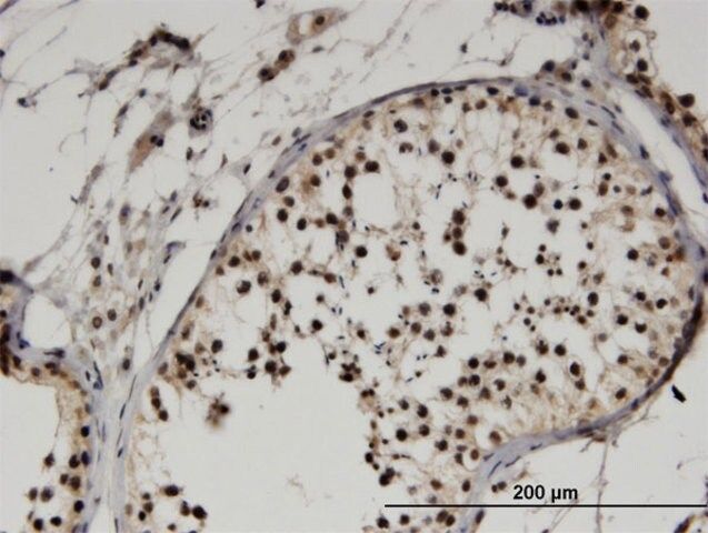 Monoclonal Anti-FBXO9, (C-terminal) antibody produced in mouse