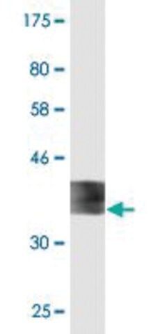 Monoclonal Anti-FDX1 antibody produced in mouse