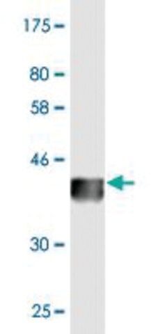 Monoclonal Anti-FDX1 antibody produced in mouse