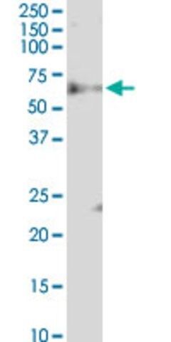 Monoclonal Anti-FBXW12 antibody produced in mouse