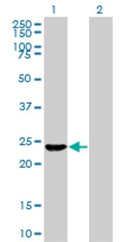 Monoclonal Anti-EXOSC4, (N-terminal) antibody produced in mouse