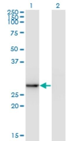 Monoclonal Anti-EXOSC5, (N-terminal) antibody produced in mouse